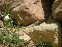 Liolaemus flavipiceus