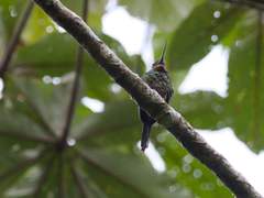 Galbula chalcothorax