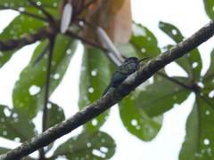 Galbula chalcothorax