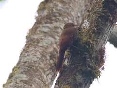 Lepidocolaptes duidae