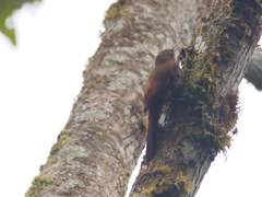 Lepidocolaptes duidae