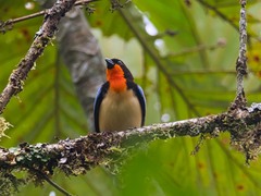 Orange-Throated Tanager photo 1