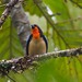 Orange-throated Tanager - Photo (c) Eric Carpenter, some rights reserved (CC BY-NC), uploaded by Eric Carpenter