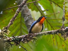 Orange-Throated Tanager photo 2