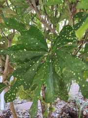 Codiaeum variegatum