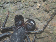 Thelyphonus