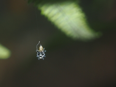 Phintella bifurcilinea