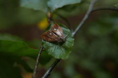 Entomophaga