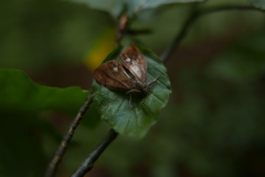 Entomophaga