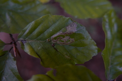 Stigmella hemargyrella
