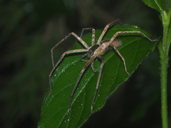 Heteropoda ocyalina