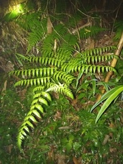Diplazium polypodioides