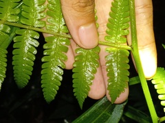 Diplazium polypodioides