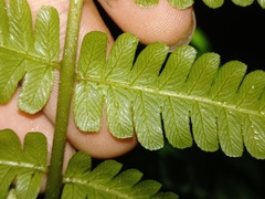 Diplazium polypodioides