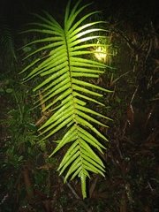 Strophocaulon unitum