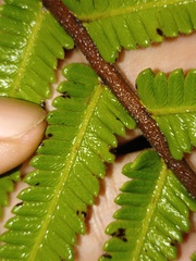 Strophocaulon unitum