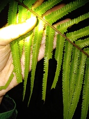 Strophocaulon unitum