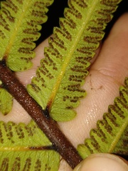 Strophocaulon unitum