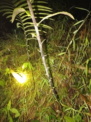 Strophocaulon unitum