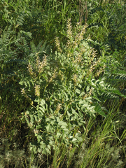 Glycyrrhiza echinata