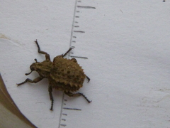 Brachycerus muricatus