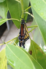 Danaus plexippus