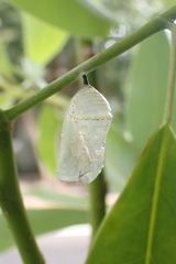 Danaus plexippus