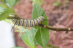 Danaus plexippus