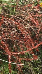 Coprosma acerosa