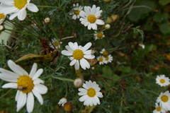 Meliscaeva cinctella