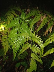 Arachniodes pseudoaristata