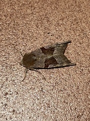 Phlogophora wollastoni