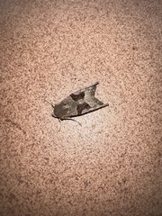 Phlogophora wollastoni