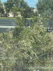 Baccharis halimifolia image