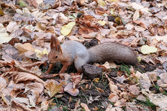 Sciurus vulgaris