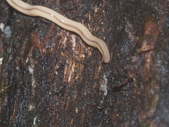 Geonemertes pelaensis