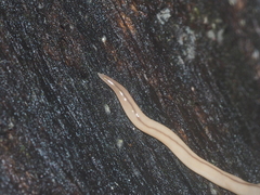 Geonemertes pelaensis