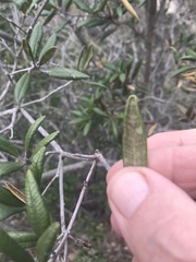Comarostaphylis diversifolia diversifolia