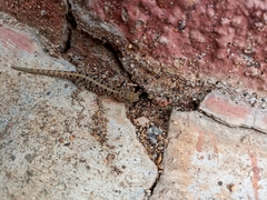 Cnemaspis mysoriensis