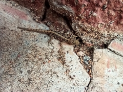 Cnemaspis mysoriensis
