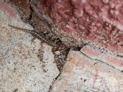 Cnemaspis mysoriensis