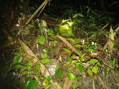 Didymoplexis pallens