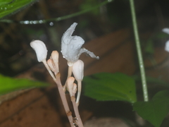 Didymoplexis pallens