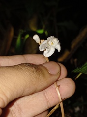 Didymoplexis pallens