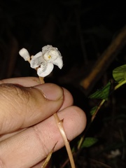 Didymoplexis pallens