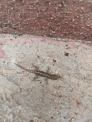 Cnemaspis mysoriensis