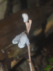 Didymoplexis pallens