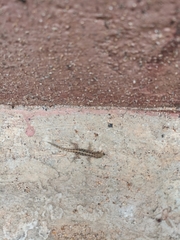 Cnemaspis mysoriensis
