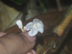 Didymoplexis pallens