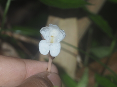 Didymoplexis pallens